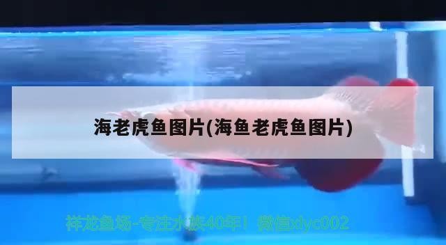 海老虎魚圖片(海魚老虎魚圖片)