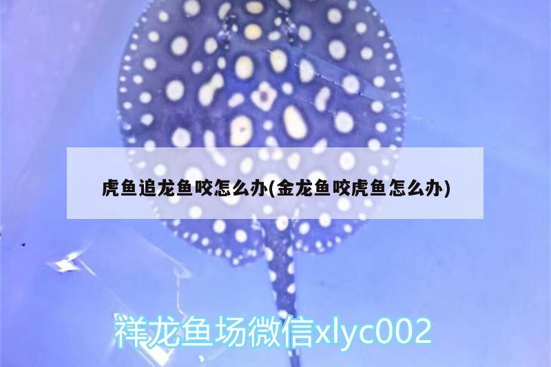 虎魚追龍魚咬怎么辦(金龍魚咬虎魚怎么辦)