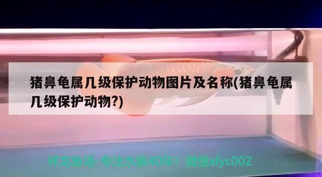 豬鼻龜屬幾級保護動物圖片及名稱(豬鼻龜屬幾級保護動物?)