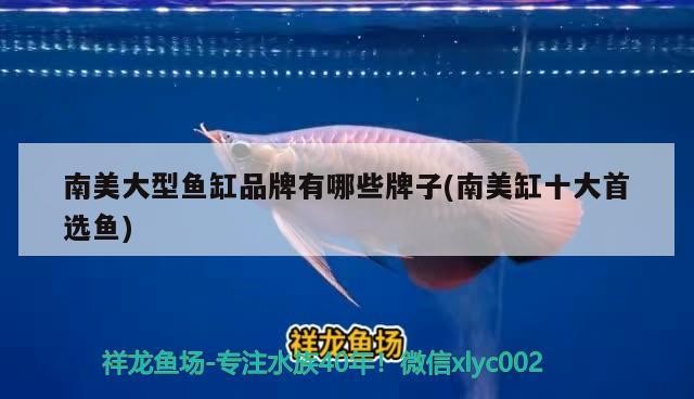南美大型魚缸品牌有哪些牌子(南美缸十大首選魚)