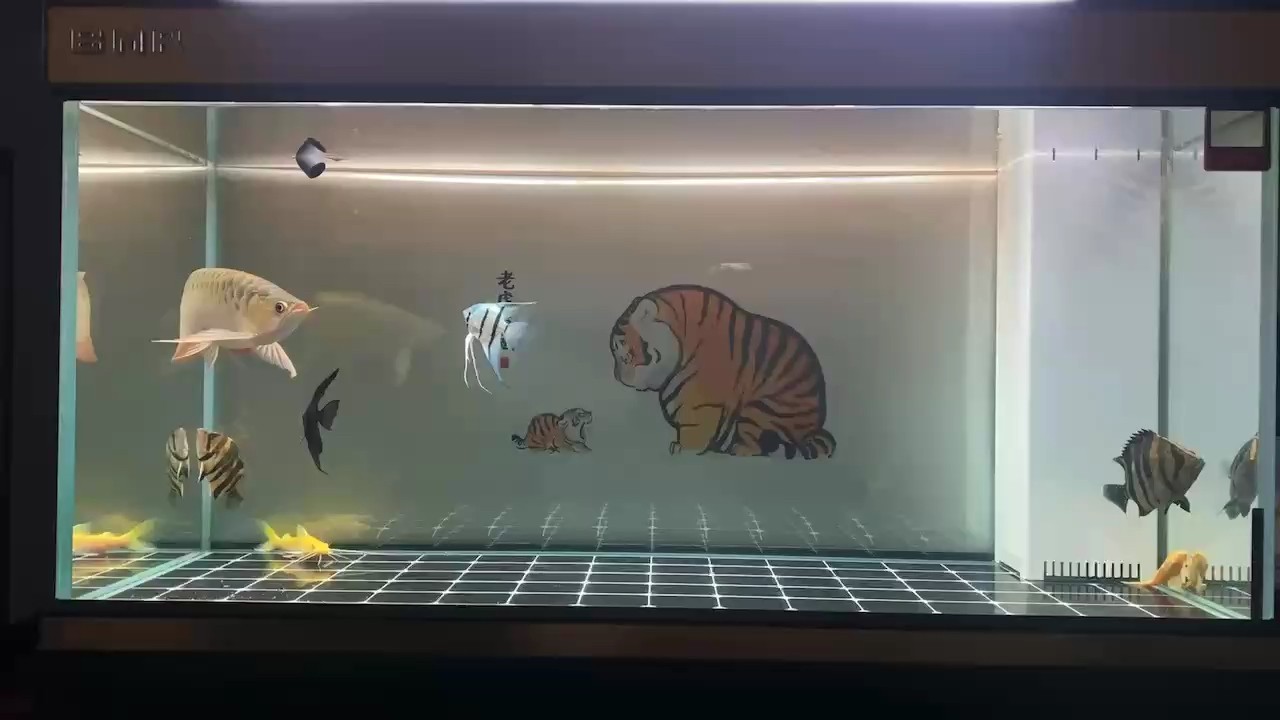 入缸5個月23天