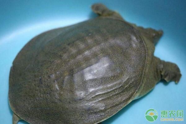 魟魚(yú)疾病防治方法，魟魚(yú)疾病的防治方法