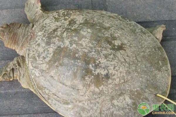 魟魚(yú)疾病防治方法，魟魚(yú)疾病的防治方法