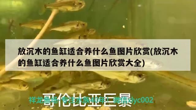 放沉木的魚缸適合養(yǎng)什么魚圖片欣賞(放沉木的魚缸適合養(yǎng)什么魚圖片欣賞大全)