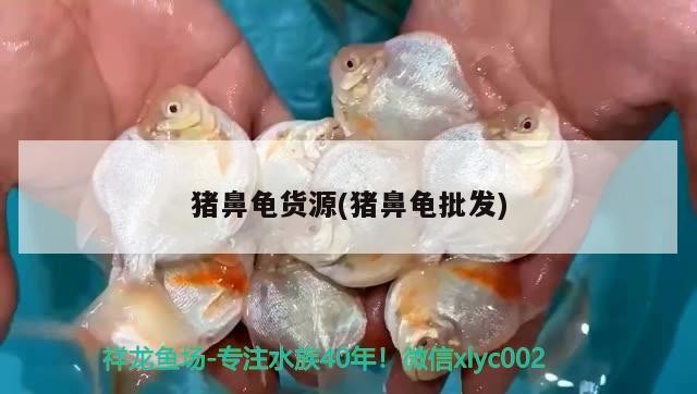 豬鼻龜貨源(豬鼻龜批發) 豬鼻龜貨源(豬鼻龜批發) 豬鼻龜百科