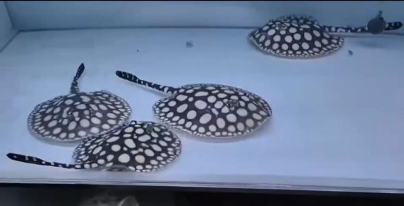 純血魟魚繁殖場經營策略，純血魟魚繁殖場市場營銷案例