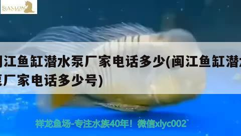 閩江魚缸潛水泵廠家電話多少(閩江魚缸潛水泵廠家電話多少號) 閩江魚缸潛水泵廠家電話多少(閩江魚缸潛水泵廠家電話多少號) 魟魚百科