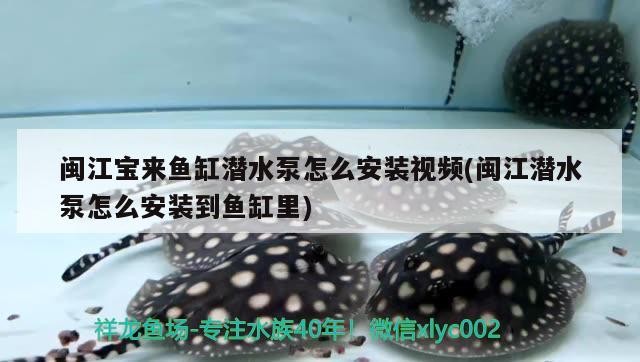 閩江寶來魚缸潛水泵怎么安裝視頻(閩江潛水泵怎么安裝到魚缸里) 閩江寶來魚缸潛水泵怎么安裝視頻(閩江潛水泵怎么安裝到魚缸里) 虎魚百科