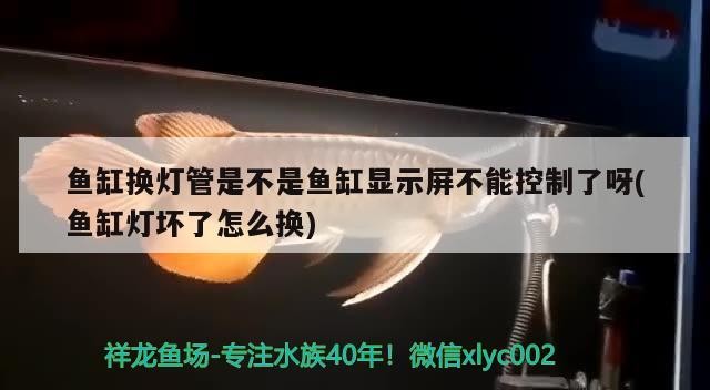 紅龍魚幼魚如何挑選紅龍魚苗，紅龍魚幼魚如何挑選，如何挑選紅龍魚幼魚