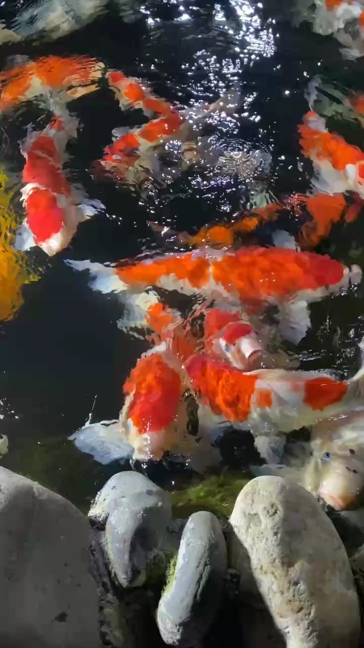 李滄區天天游水族店（李滄區天天游水族店電話）