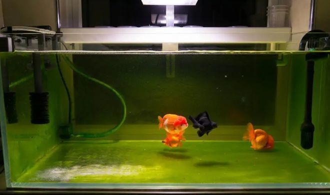 石河子開發區多彩世界水族館（石河子開發區多彩世界水族館電話）