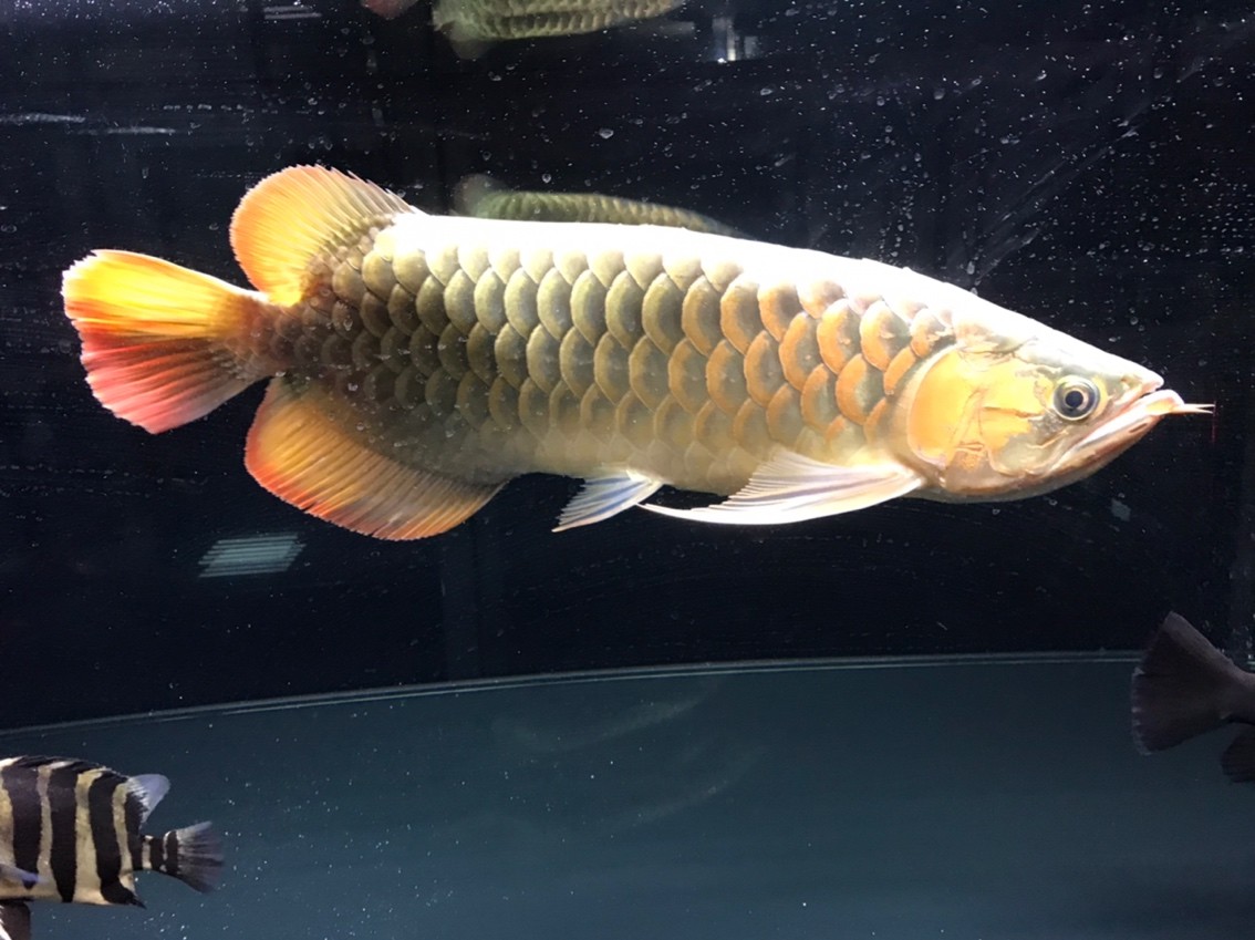 顏色如何 顏色如何 龍魚論壇 第2張