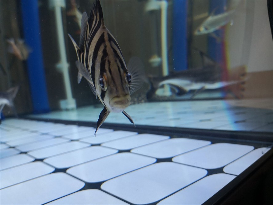 黃山水族館求助虎魚眼睛是不是內(nèi)蒙了？ 黃山水族館求助虎魚眼睛是不是內(nèi)蒙了？ 虎魚百科 第1張