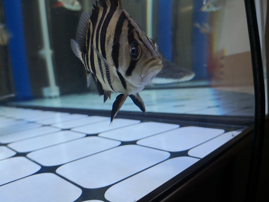 黃山水族館求助虎魚眼睛是不是內(nèi)蒙了？ 黃山水族館求助虎魚眼睛是不是內(nèi)蒙了？ 虎魚百科 第2張