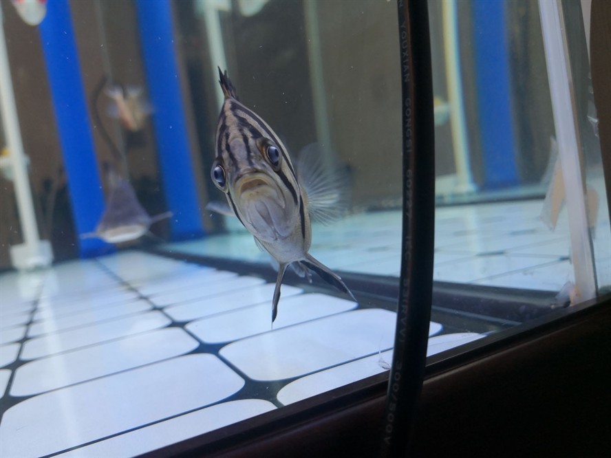 黃山水族館求助虎魚眼睛是不是內(nèi)蒙了？ 黃山水族館求助虎魚眼睛是不是內(nèi)蒙了？ 虎魚百科 第3張