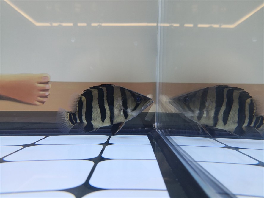 黃山水族館求助虎魚眼睛是不是內(nèi)蒙了？ 黃山水族館求助虎魚眼睛是不是內(nèi)蒙了？ 虎魚百科 第5張
