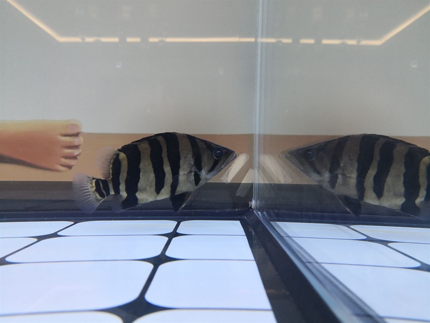 黃山水族館求助虎魚眼睛是不是內(nèi)蒙了？ 黃山水族館求助虎魚眼睛是不是內(nèi)蒙了？ 虎魚百科 第6張