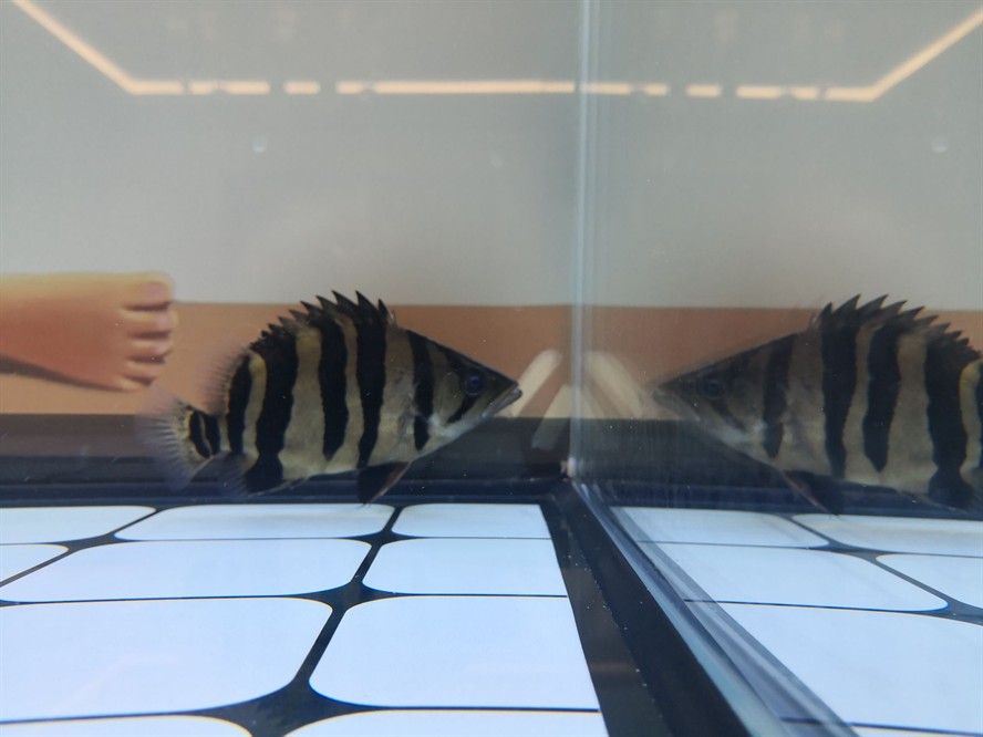 黃山水族館求助虎魚眼睛是不是內(nèi)蒙了？ 黃山水族館求助虎魚眼睛是不是內(nèi)蒙了？ 虎魚百科 第7張