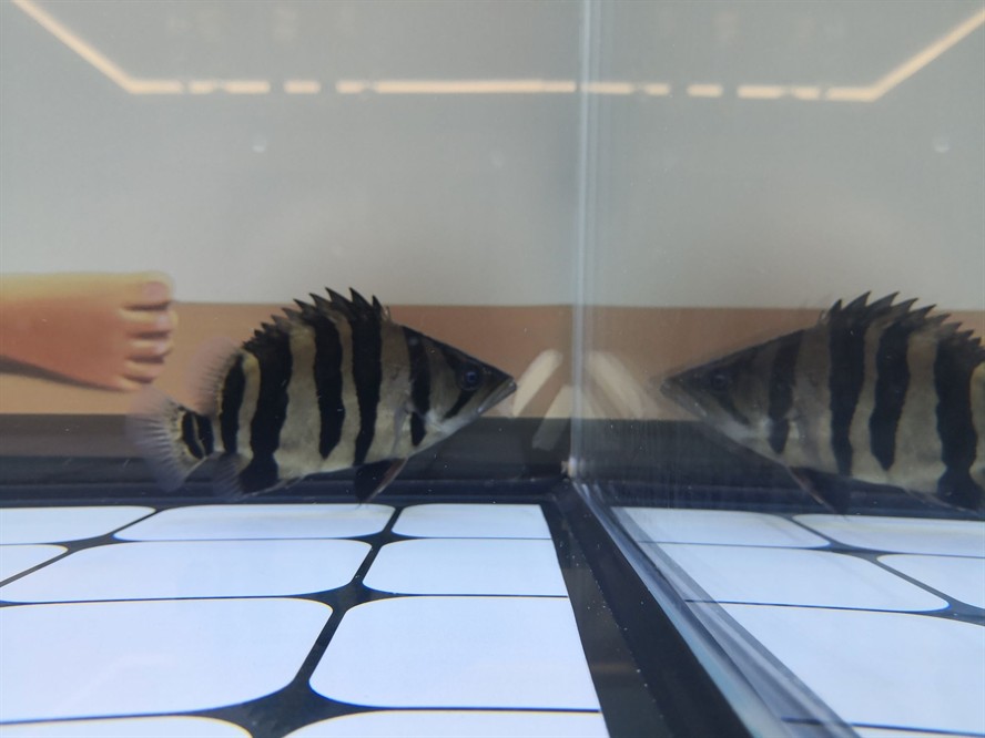 黃山水族館求助虎魚眼睛是不是內(nèi)蒙了？ 黃山水族館求助虎魚眼睛是不是內(nèi)蒙了？ 虎魚百科 第8張