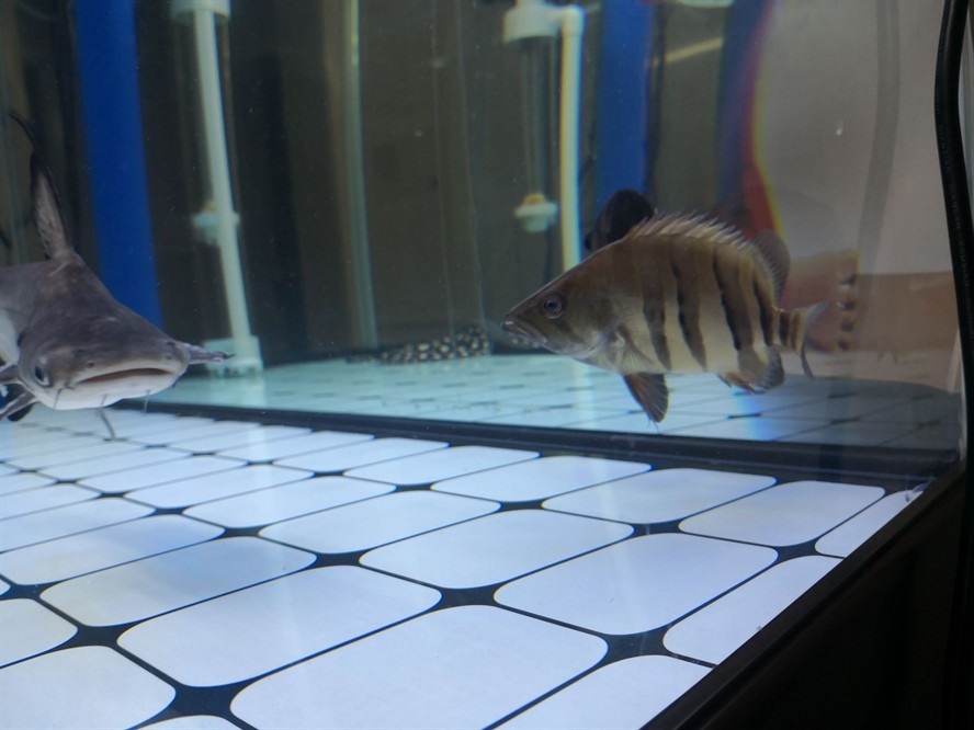 黃山水族館求助虎魚眼睛是不是內(nèi)蒙了？ 黃山水族館求助虎魚眼睛是不是內(nèi)蒙了？ 虎魚百科 第9張