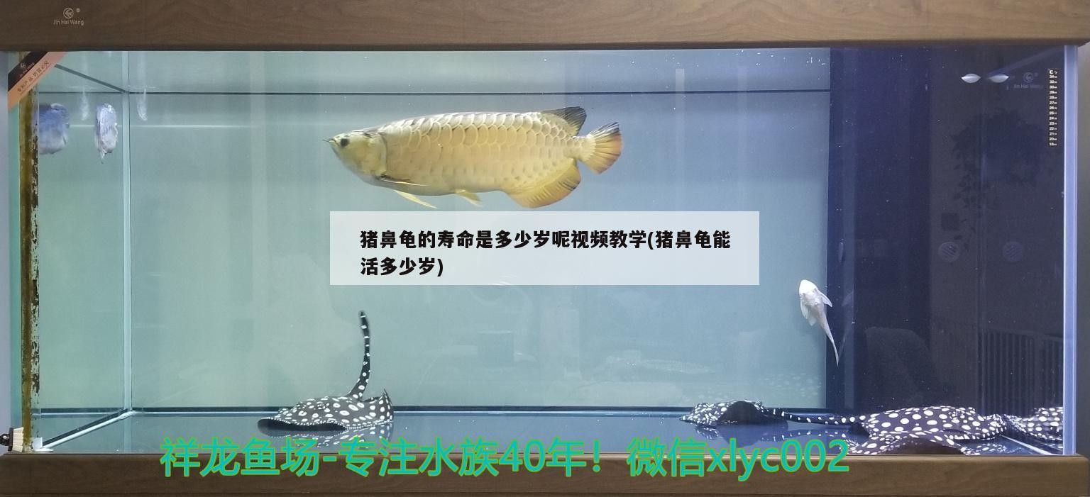 豬鼻龜的壽命是多少歲呢視頻教學(豬鼻龜能活多少歲)