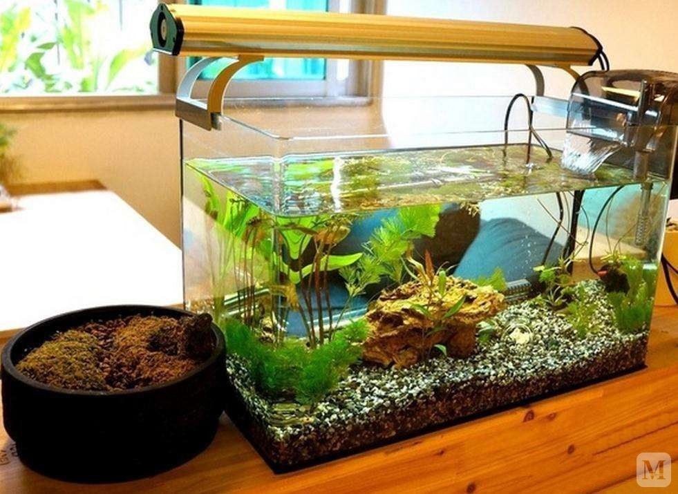 大魚缸怎么樣養魚好：大魚缸養殖技巧