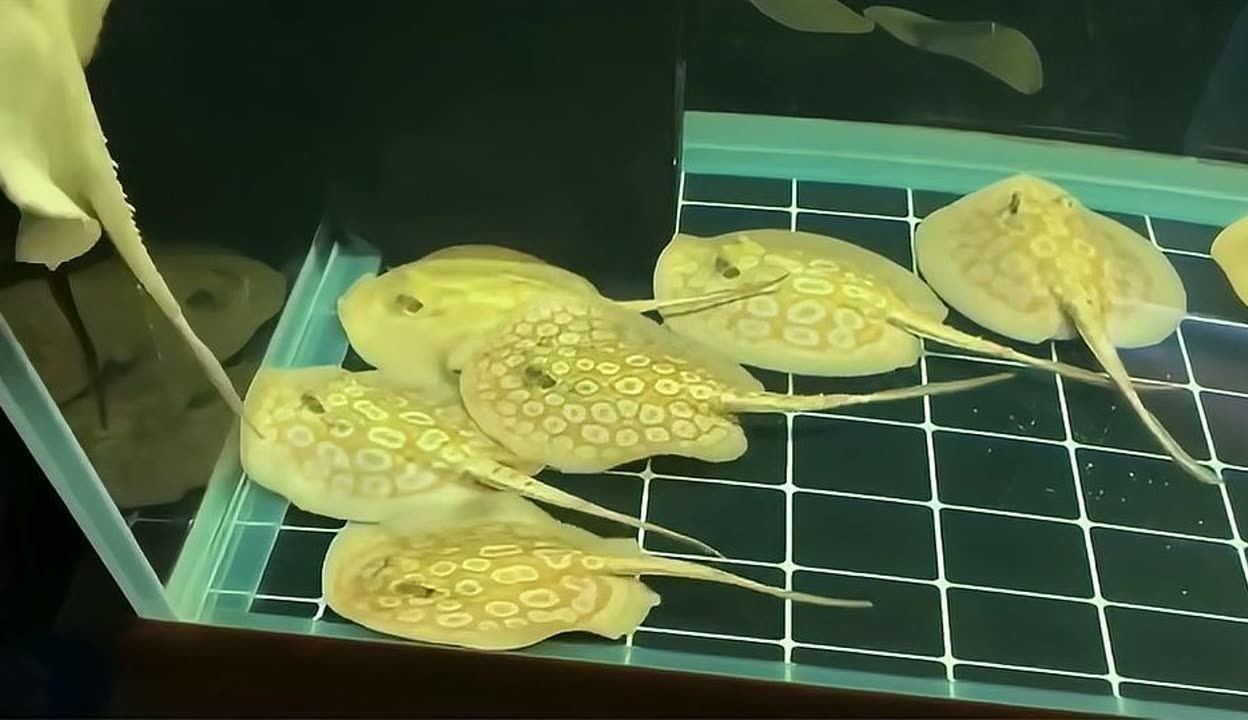 黑帝王魟魚歷史價格走勢：黑帝王魟魚價格影響因素,黑帝王魟魚市場價值分析 黑帝王魟魚歷史價格走勢：黑帝王魟魚價格影響因素,黑帝王魟魚市場價值分析 魟魚百科 第1張