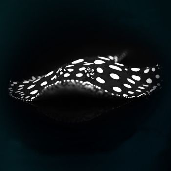黑帝王魟魚歷史價格走勢：黑帝王魟魚價格影響因素,黑帝王魟魚市場價值分析 黑帝王魟魚歷史價格走勢：黑帝王魟魚價格影響因素,黑帝王魟魚市場價值分析 魟魚百科 第2張