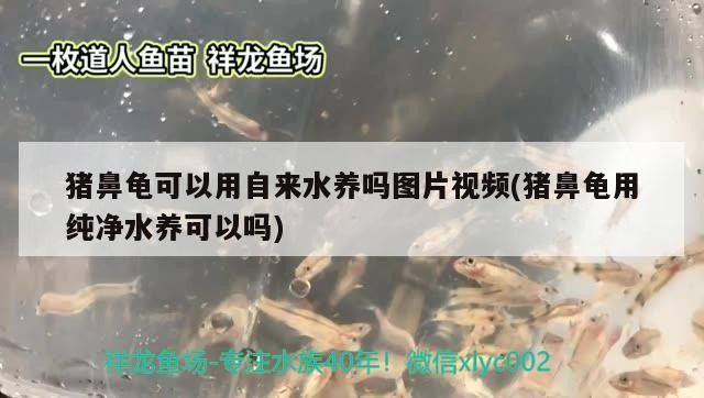 豬鼻龜可以用自來水養嗎圖片視頻(豬鼻龜用純凈水養可以嗎)