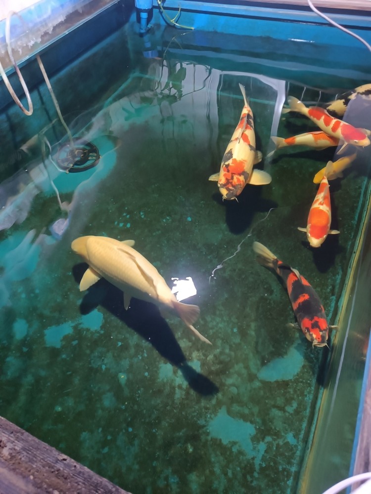2條3歲大魚不怎么大了，開始長肚子了[liulei]