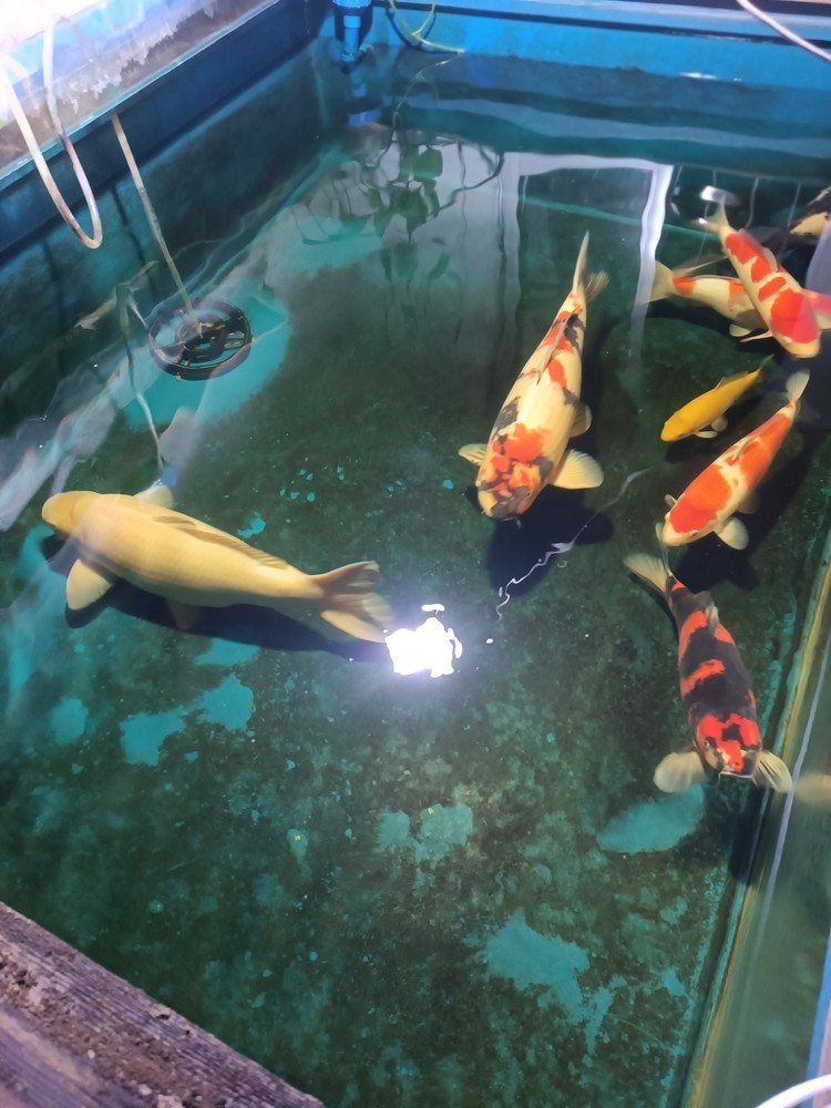 2條3歲大魚不怎么大了，開始長肚子了[liulei]