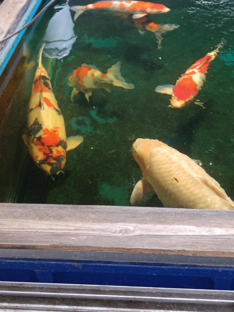 2條3歲大魚不怎么大了，開始長肚子了[liulei]