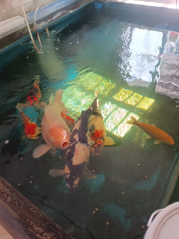 2條3歲大魚不怎么大了，開始長肚子了[liulei]