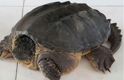 豬鼻龜的飼養環境飼養條件有哪些：豬鼻龜怎么養豬鼻龜怎么養 豬鼻龜的飼養環境飼養條件有哪些：豬鼻龜怎么養豬鼻龜怎么養 豬鼻龜百科 第3張