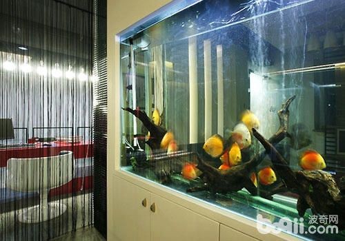 1-2厘米的金龍魚苗多久喂一次，1-2厘米的金龍魚苗喂食頻率取決于多種因素 1-2厘米的金龍魚苗多久喂一次，1-2厘米的金龍魚苗喂食頻率取決于多種因素 龍魚百科 第1張