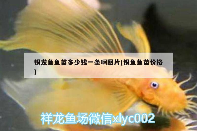 銀龍魚魚苗多少錢一條啊圖片(銀魚魚苗價(jià)格)