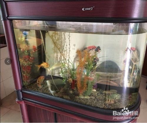 斗魚缸換水需要刷干凈嗎：斗魚缸換水、清潔、清潔技巧