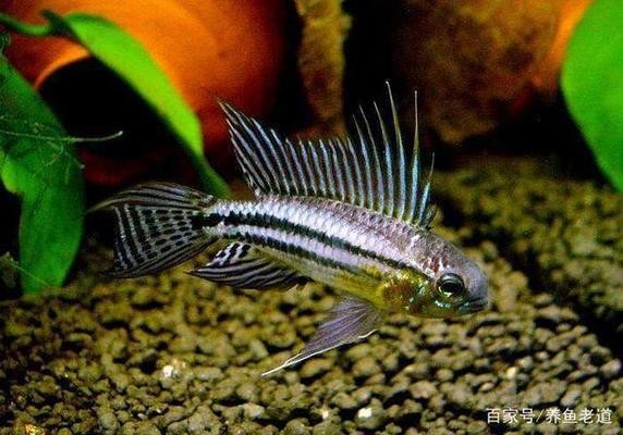 瑞雅魚缸最忌三種東西
