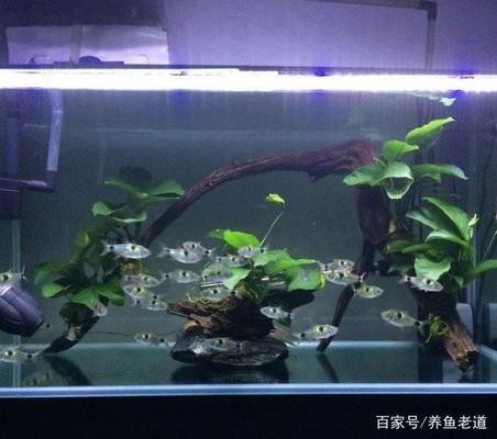 瑞雅魚缸最忌三種東西
