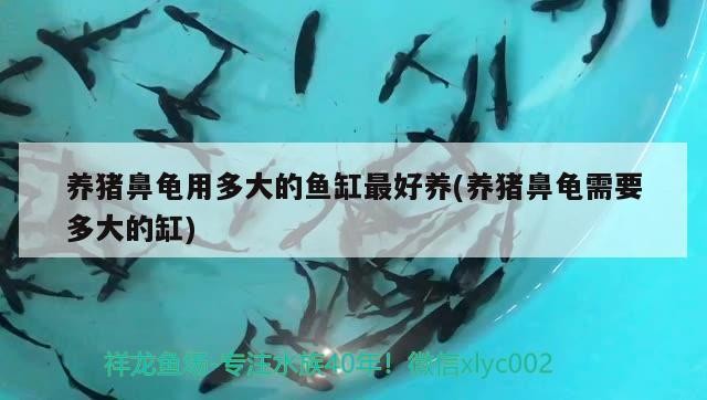 養豬鼻龜用多大的魚缸最好養(養豬鼻龜需要多大的缸)