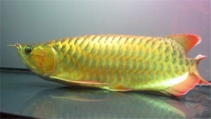 福魟魟魚疾病預防的最佳實踐，如何判斷福[需手動填充][需手動填充]魚健康狀況