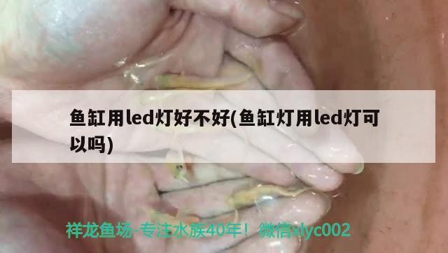 蝦虎魚缸可以繁殖嗎(蝦虎能繁殖嗎)