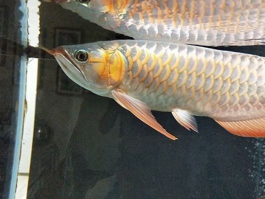 紅龍魚幼苗長到40公分要多少年壽命：紅龍魚幼苗長到40公分大約需要1年左右的時間
