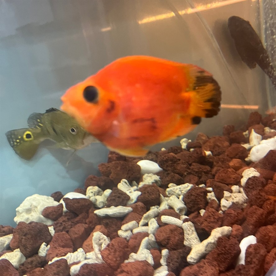 魚身發黑