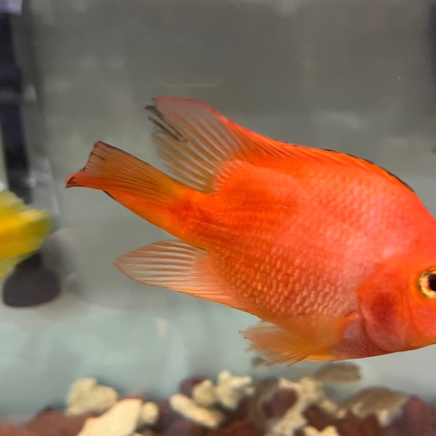 魚身發黑