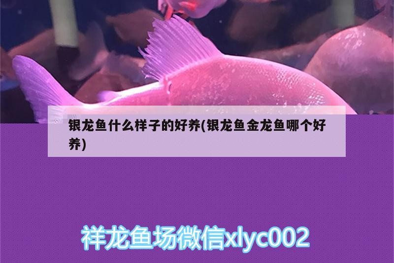 銀龍魚什么樣子的好養(銀龍魚金龍魚哪個好養)