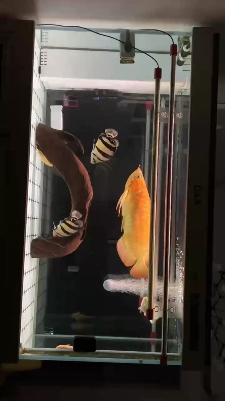 泰初培育 泰初培育 龍魚論壇