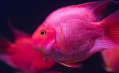 泰國虎魚能跟鸚鵡和銀龍一起養嗎？：泰國虎魚與銀龍魚——是否適合一起養