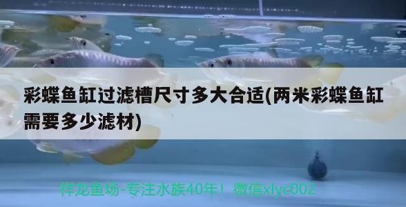 彩蝶魚缸過濾槽尺寸多大合適(兩米彩蝶魚缸需要多少濾材) 彩蝶魚缸過濾槽尺寸多大合適(兩米彩蝶魚缸需要多少濾材) 虎魚百科