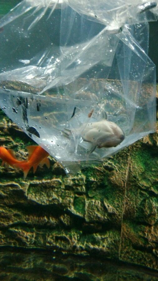 請問大佬這是什么生物？